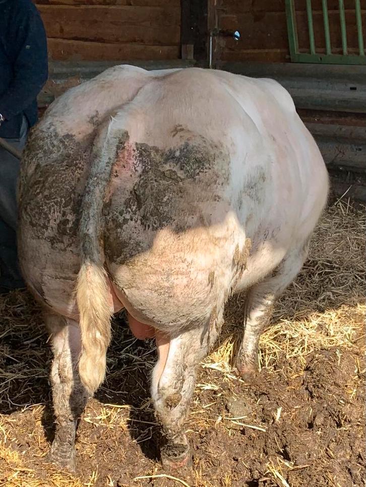 Jonge dekstier, springstier, fokstier, stier te koop BWB, Dieren en Toebehoren, Runderen, Mannelijk, 0 tot 2 jaar