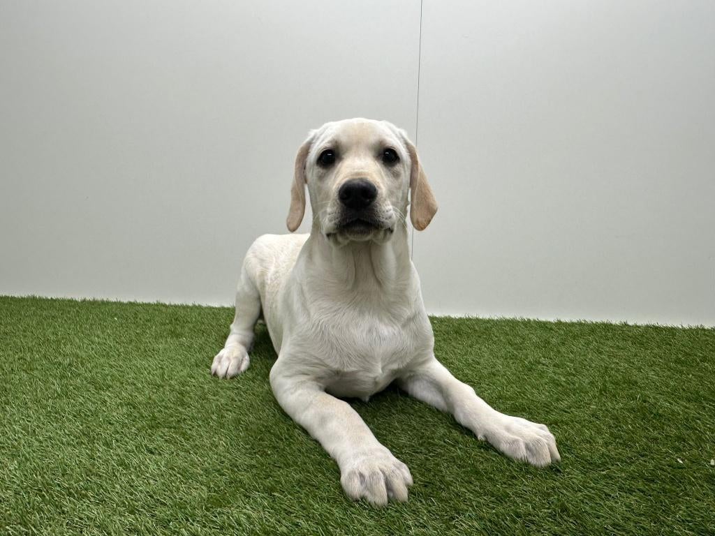 Labrador Retriever puberpups, België, 15 weken tot 1 jaar, Labrador retriever, Parvo