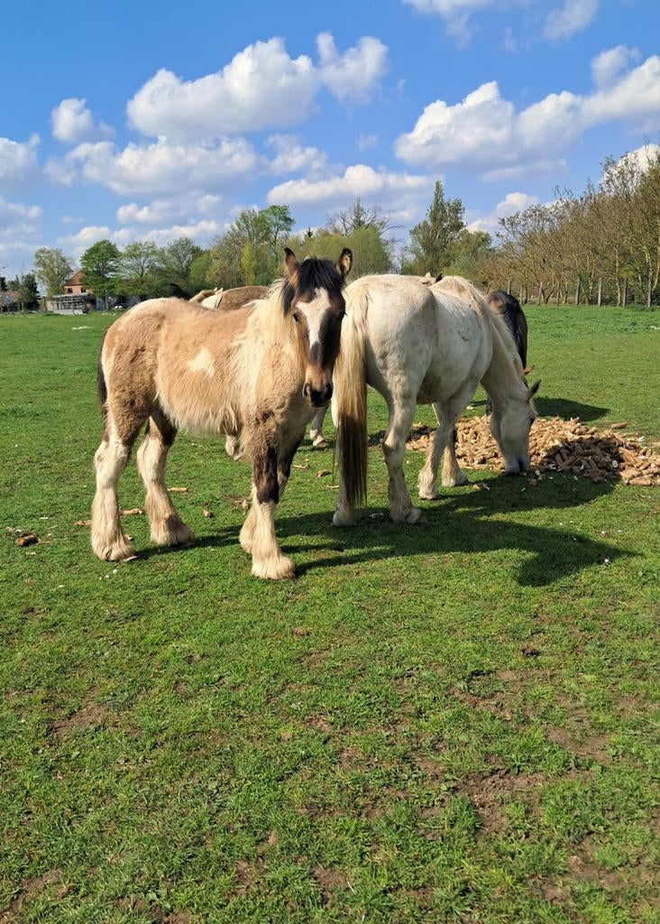 Knappe bonte jaarling, Dieren en Toebehoren, Pony's