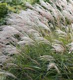 Kluiten Prachtriet (Miscanthus sinensis 'Gracillimus' ), Tuin en Terras, Planten | Tuinplanten, Ophalen, Vaste plant, Siergrassen