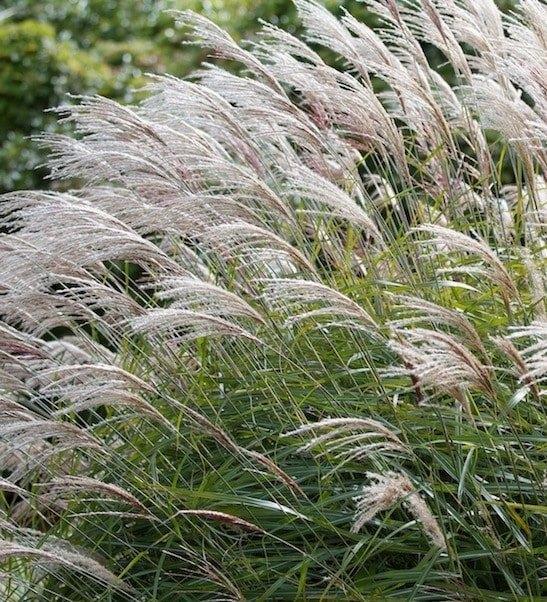 Kluiten Prachtriet (Miscanthus sinensis 'Gracillimus' ), Tuin en Terras, Planten | Tuinplanten, Vaste plant, Siergrassen, Halfschaduw