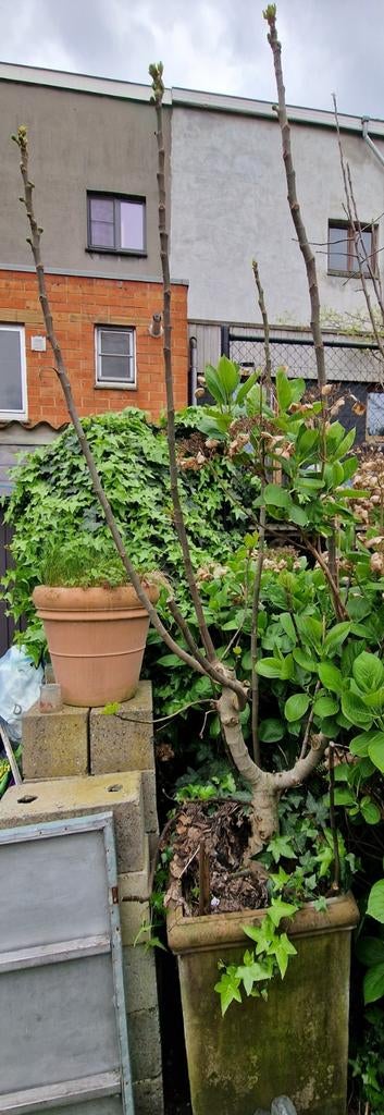 Vijgenboom in bak, Ophalen, Vijgenboom