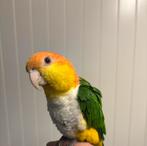 Roestkop caique, Animaux & Accessoires, Domestique