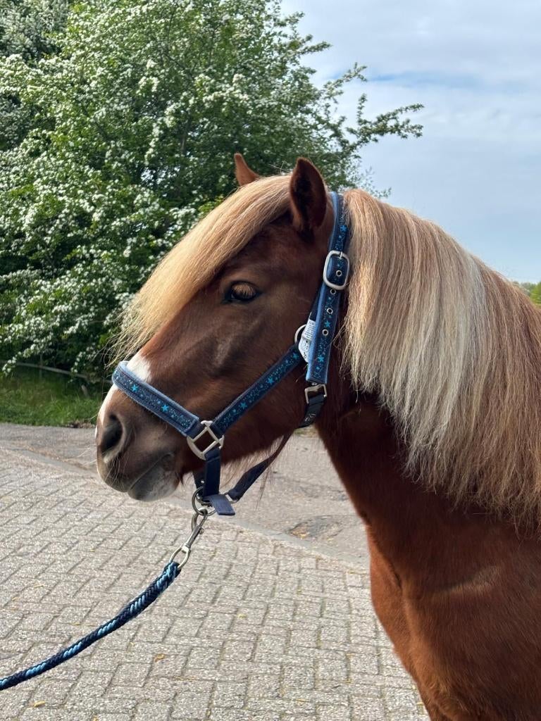 Leuke 8 jarige A-pony!, Vermifugé, B, Hongre, Moins de 160 cm