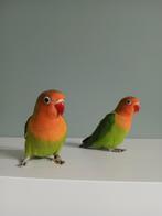 Tamme dwergpapegaaitjes, Dieren en Toebehoren, Vogels | Overige Vogels