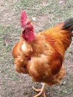 dag kuikens cou nu 100 % haantjes uitkomst 5 mei, Dieren en Toebehoren, Pluimvee, Mannelijk, Kip