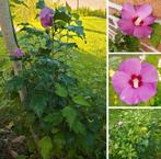 Enkel dit weekend! Hibiscus, vlinderstruik, sering, braambe, Tuin en Terras, Ophalen, Vlinderstruik, Haag