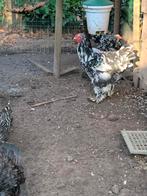 Brahma haan, Dieren en Toebehoren, Pluimvee, Mannelijk, Kip