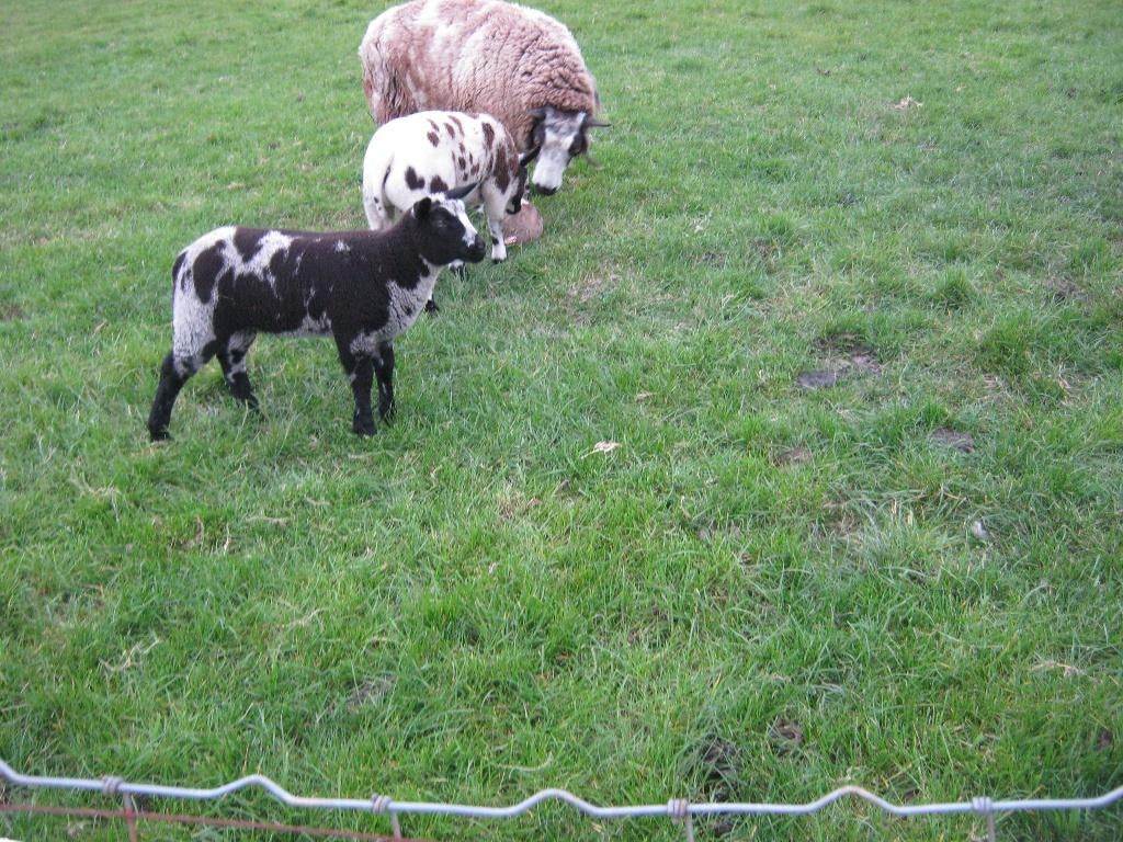 agneaux, Animaux & Accessoires, Plusieurs animaux, Mouton, 0 à 2 ans