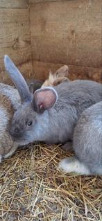 Vlaamse reuzen, Animaux & Accessoires, Plusieurs animaux, Grand, 0 à 2 ans