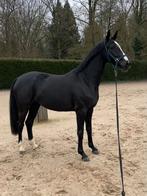 Cheval de dressage, Animaux & Accessoires, Jument