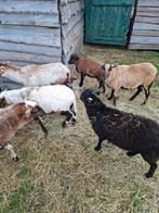 Kameroentjes, Dieren en Toebehoren, Meerdere dieren, Schaap, 3 tot 5 jaar