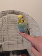 Half tam jong parkiet, Femelle, Perruche, Domestique