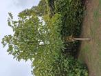 Walnotenboom, Tuin en Terras, Planten | Bomen, Ophalen