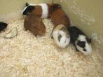 Jonge cavia zeugjes en beertjes, Animaux & Accessoires, Rongeurs, Domestique, Cobaye, Plusieurs animaux