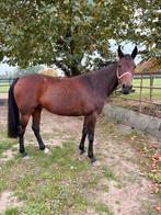 Draver merrie, Jument