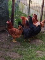 top leggers 20 weken zwart en bruin 0499/082381, Vrouwelijk, Kip