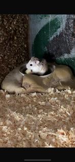 GRATIS HAMSTER, Animaux & Accessoires, Rongeurs, Septembre, Femelle, Hamster