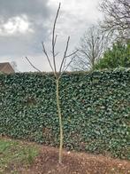 Walnotenboom, Jardin & Terrasse, Plantes | Arbres, 250 à 400 cm, Enlèvement, Autres espèces