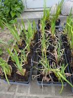 Iris Pseudacorus gele lis, Tuin en Terras, Planten | Tuinplanten, Ophalen, Vaste plant, Vijverplanten