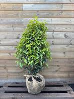 Prunus lusitancia ‘Angustifolia’, Tuin en Terras, Planten | Struiken en Hagen, Ophalen, Laurier