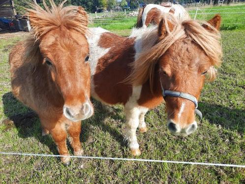 grasland/weide gezocht, Dieren en Toebehoren, Overige Dieren, Meerdere dieren