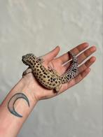 Het tremper luipaardgekko man, Dieren en Toebehoren, Reptielen en Amfibieën, Hagedis, Tam, 3 tot 6 jaar