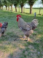 Mechelse koekoek haan, Dieren en Toebehoren