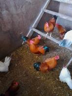 New hampshirekriel, Dieren en Toebehoren, Pluimvee