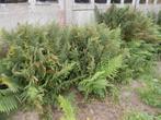 Verscheidene varens-struiken, Tuin en Terras, Planten | Tuinplanten, Ophalen, Winter, Varens