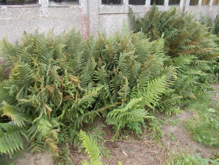 Verscheidene varens-struiken, Tuin en Terras, Planten | Tuinplanten, Varens, Winter, Ophalen