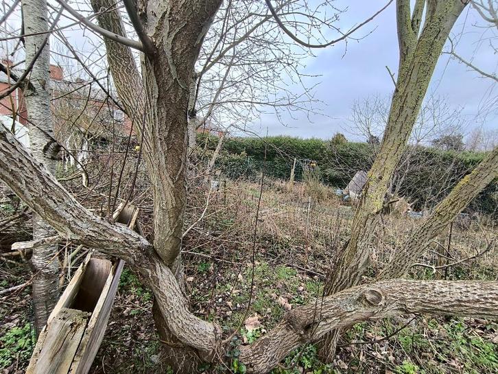 arbres à couper: bois à donner, Tuin en Terras, Overige Tuin en Terras, Ophalen