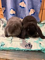 2 zusjes franse hangoren, Dieren en Toebehoren, Konijnen, Vrouwelijk, Groot, Hangoor, 0 tot 2 jaar