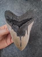 MEGALODON TAND USA	306	gram	14.5!!x10x2.9		cm, Verzamelen, Ophalen of Verzenden, Fossiel