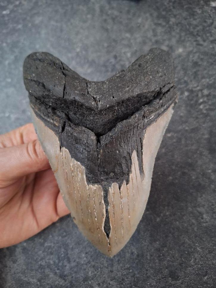 MEGALODON TOOTH USA 306 grammes 14,5 ! ! x 10 x 2,9 cm, Collections, Minéraux & Fossiles, Fossile, Enlèvement ou Envoi