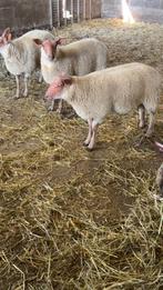 Agneaux agnelles rouge de l’ouest, Mannelijk, Schaap, 0 tot 2 jaar
