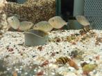 Serrasalmus nattereri - roodbuik piranha, Dieren en Toebehoren, Zoetwatervis, Vis