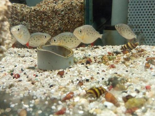Serrasalmus nattereri - roodbuik piranha, Animaux & Accessoires, Poissons | Poissons d'aquarium, Poisson d'eau douce, Poisson