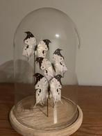 Unieke decoratieve stolp met 3 tropische vlinders, Ophalen, Nieuw