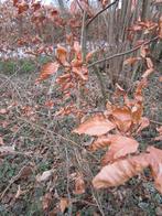 bomen en struiken, Tuin en Terras, Ophalen