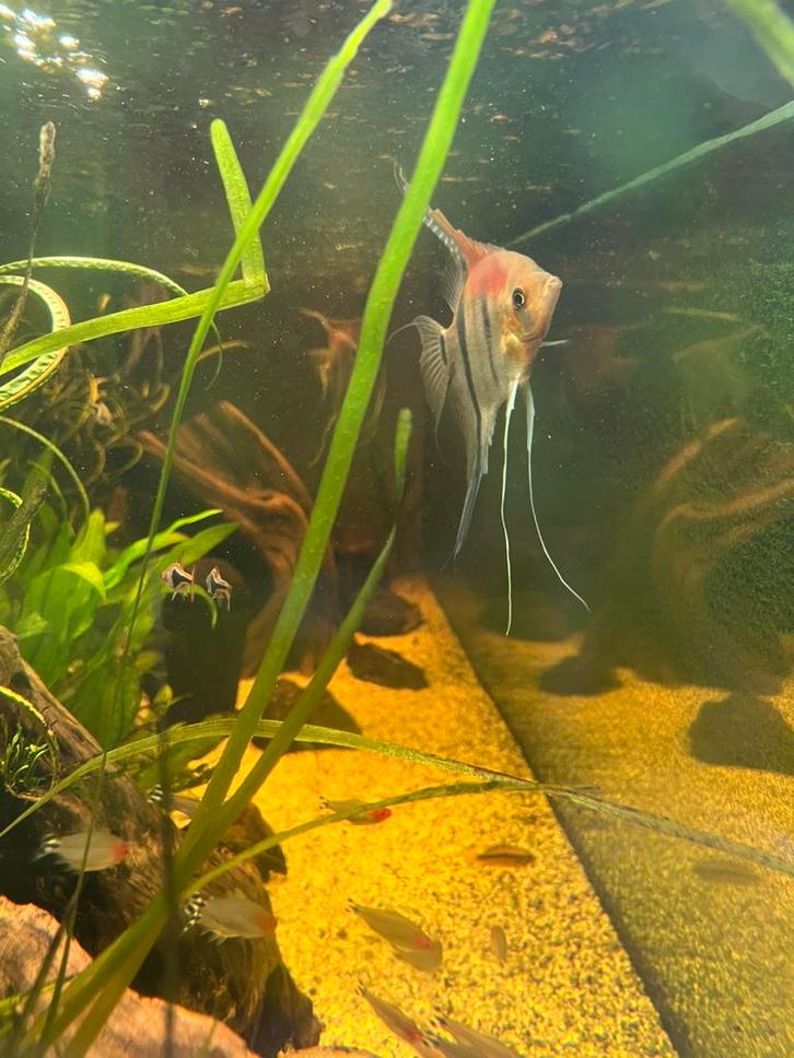 Aquariumvissen, Dieren en Toebehoren, Vissen | Aquariumvissen, Zoetwatervis, Vis, Schoolvis