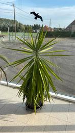 Yucca’s, Ophalen