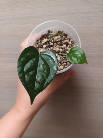 Anthurium luxurians x (magnificum x crystallinum) beschikbaar voor biedingen