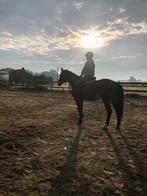 Lesgever gezocht op woensdagnamiddag, Dieren en Toebehoren, Paarden