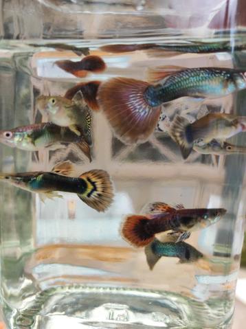 Guppy's  beschikbaar voor biedingen