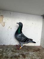 Mannelijke duif 2025, Dieren en Toebehoren, Vogels | Duiven