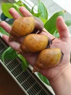 Lissachatina fulica "rodatzi", Animaux & Accessoires, Insectes & Araignées