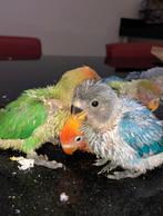 Baby handtamme dwergpapegaaien, Dieren en Toebehoren, Geslacht onbekend, Dwergpapegaai of Agapornis, Geringd