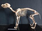 Afgietsel skelet hond, Zo goed als nieuw, Ophalen