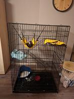 Fret met kooi tekoop, Dieren en Toebehoren, Overige Dieren, Juni, Mannelijk
